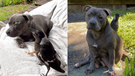 Staffy Peggy and Molly the magpie have formed an inseparable bond.