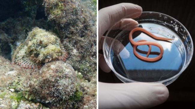 The toxin of the venomous stonefish could hold the key to combating parasitic worm infections in humans