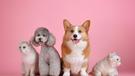 The top pet name for 2025 has been revealed, and comes with some surprises.