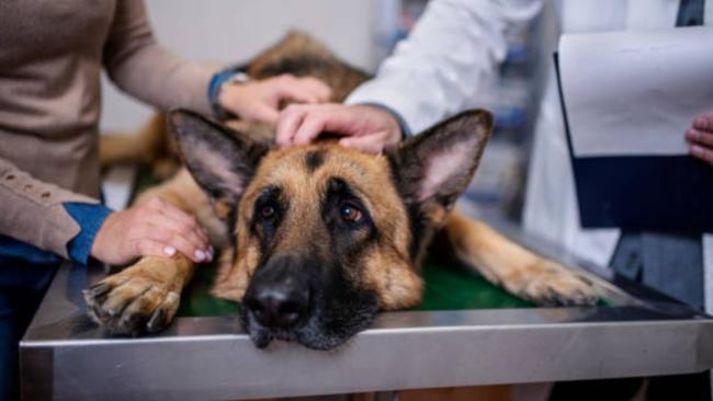 Often called ‘the great imitator,’ melioidosis in dogs can resemble other infections, complicating diagnosis.