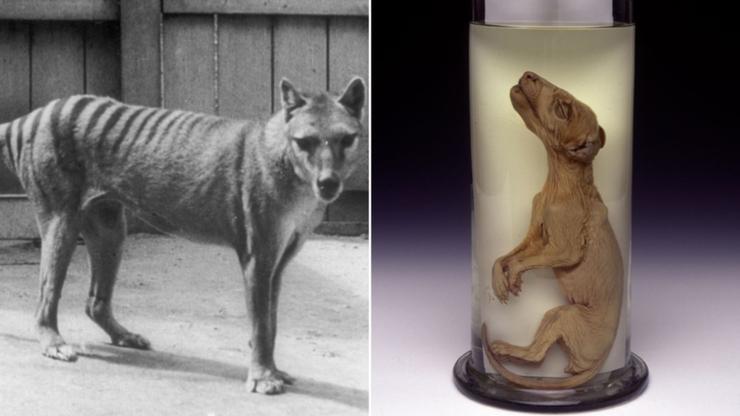 A team of scientists at Melbourne University is working with a US biotech and genetic engineering company to bring back the extinct Tasmanian tiger.