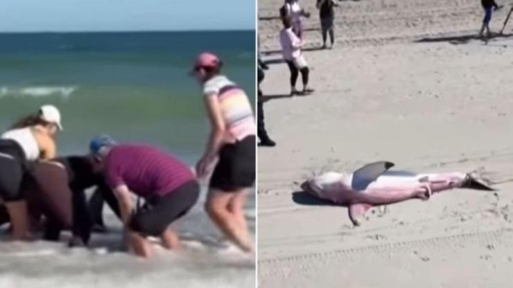 Public tries to save beached Great White at Henley beach