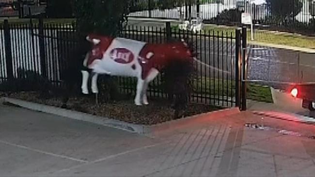 Police are searching for Betsy, a $3500 cow statue which was stolen from a Melbourne business last month.