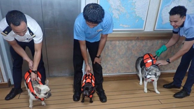 The four-legged passengers are turning heads aboard Carnival Splendor.