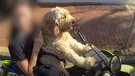 Police pull over dog riding motorbike on Sunshine Coast.