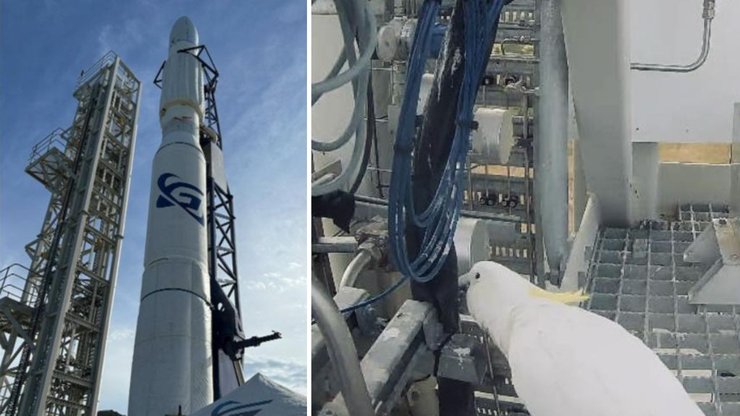 A curious cockatoo was caught nibbling on wires at the Gilmour Space launch site.