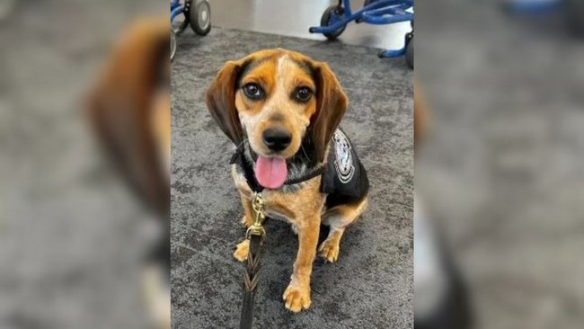 Freddie was kicked by a traveller while working at Washington Dulles International Airport.